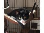 Adopt Garrett a Black & White or Tuxedo Domestic Shorthair (short coat) cat in