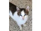 Adopt Lazlo a White (Mostly) Domestic Shorthair (short coat) cat in Lafayette
