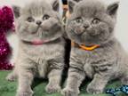 British Shorthair Blue Females Are Available