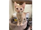 Adopt Romeo a Orange or Red Tabby Domestic Shorthair (short coat) cat in