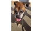 Adopt BOGART a Red/Golden/Orange/Chestnut Boxer / Mixed dog in Ventura