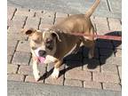 Adopt Peaches a Staffordshire Bull Terrier / Mixed Breed (Medium) dog in