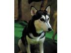 Adopt April a Black Alaskan Malamute / Mixed dog in Calgary, AB (36106846)