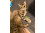 Adopt Dottie a Brown Tabby Colorpoint Shorthair (short coat) cat in West
