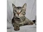 5376 (Casper) Domestic Shorthair Kitten Male