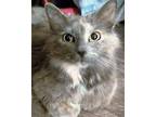 Miss Charlotte Maine Coon Young Female
