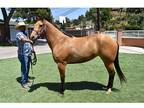 2018 Quarter horse buckskin mare