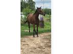 10 year old registered mare