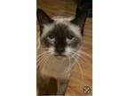 Adopt Aria and Grace a Siamese, Snowshoe