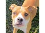 Adopt Charlie Girl a Mixed Breed, Pit Bull Terrier