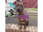 Adopt Lilo a Terrier, Staffordshire Bull Terrier