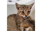 POPLAR Domestic Shorthair Kitten Female
