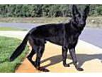 Loki German Shepherd Dog Adult Male
