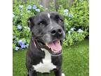Adopt Betty a Black Boxer / Labrador Retriever / Mixed dog in Toronto