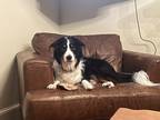 Adopt Luke a Tricolor (Tan/Brown & Black & White) Border Collie / Mixed dog in