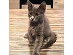 Howser Domestic Longhair Kitten Male