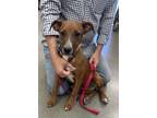 Adopt Ziggy a Red/Golden/Orange/Chestnut Boxer / Mixed dog in Tucson