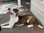 Adopt SUGAR a White Bull Terrier / Rottweiler / Mixed dog in Alameda