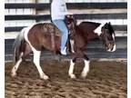 Adopt Agnes a Buckskin Grade / Grade / Mixed horse in Louisville, KY (33684185)
