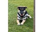 Adopt Aubrey Chat a German Shepherd Dog, Anatolian Shepherd