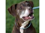 Adopt Corn Chip a Labrador Retriever / Mixed dog in Rocky Mount, VA (36143632)