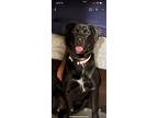 Adopt Oogie a Black - with White Labrador Retriever / Rottweiler / Mixed dog in