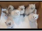 Gorgeous Dollface Persian Kittens