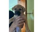 Adopt Stella Pup Courage - adoption pending a German Shepherd Dog / Golden