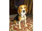 Adopt Tika a Tricolor (Tan/Brown & Black & White) Beagle / Mixed dog in Tucson