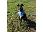 Adopt Reno a Black - with Tan, Yellow or Fawn Doberman Pinscher / Mixed dog in