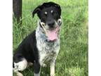 Adopt Nina a Black Border Collie / Husky / Mixed dog in Decorah, IA (36150857)