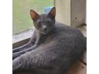 Adopt Chip a Gray or Blue Domestic Shorthair / Mixed cat in Hopkins