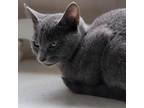 Adopt Belle a Gray or Blue Domestic Shorthair / Mixed cat in Hopkins
