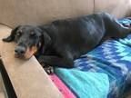 Adopt Moxie a Black - with Tan, Yellow or Fawn Doberman Pinscher / Mixed dog in