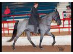 Registered Tennessee Walking Horse- Loads, Unloads, Clips, Bathes