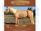 (Online Auction) Equine Online Auction BOON