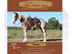 (Online Auction) Equine Online Auction -Rolex