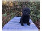 Labradoodle PUPPY FOR SALE ADN-480052 - F1b labradoodles 4 weeks old