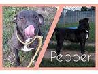 Pepper American Staffordshire Terrier Young Female