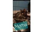 Adopt Mocha a American Shorthair