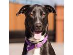 Adopt Gusto a Great Dane