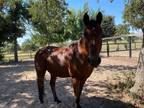 Adopt Lil Dude a Bay Mustang horse in Guthrie, OK (36157656)