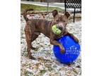 Adopt Frank G-1-AVAILABLE a Pit Bull Terrier