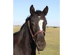 Gorgeous Black A Vintage Smoke Filly/Show Prospect For Sale