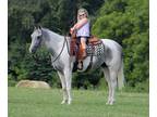 Family Safe Paint Gelding, Reining Training, Ranch or Trail Ready!!!