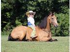 Golden Buckskin TRICK HORSE!!! Family Safe Ranch or Trail Horse
