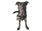 Adopt Ezra a Black German Shepherd Dog / Mixed dog in Bartlesville