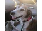 Adopt Roxy a White - with Tan, Yellow or Fawn Beagle / Jack Russell Terrier /