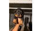 Rottweiler Puppy for sale in Lindsay, CA, USA