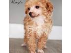 Poodle (Toy) Puppy for sale in Corning, CA, USA